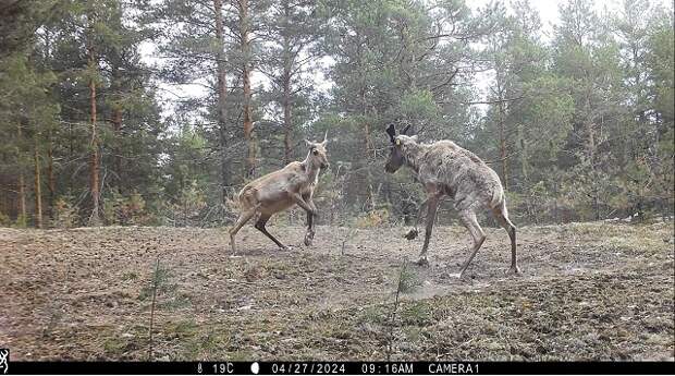 Драка северных оленей попала в фотоловушку в Керженском заповеднике