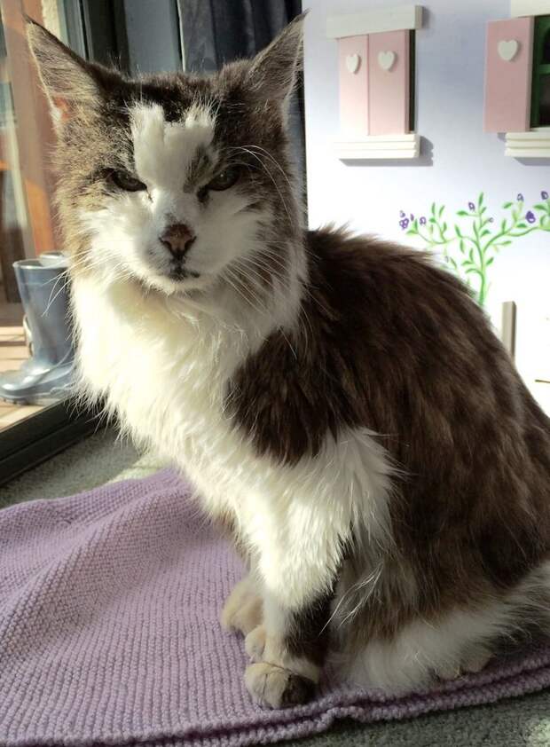 Самые старые коты и кошки нашей планеты