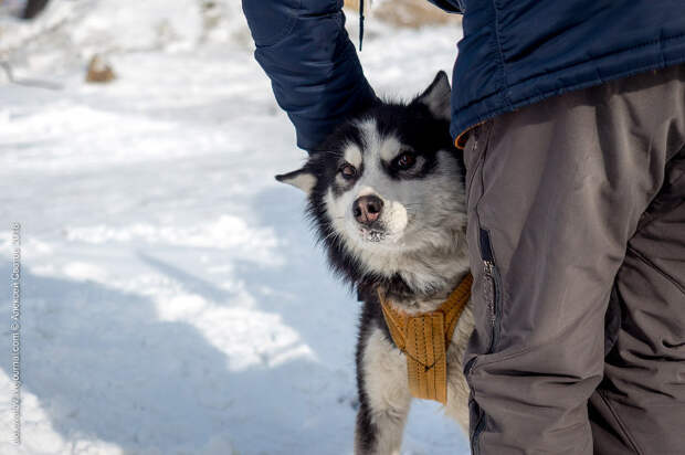 Покатушки на собаках по льдам Байкала