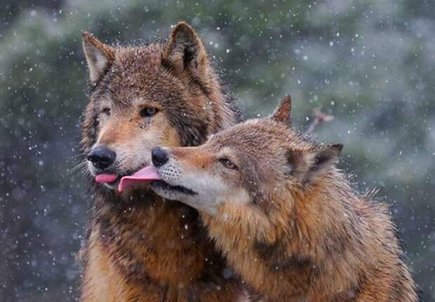 animal love 5