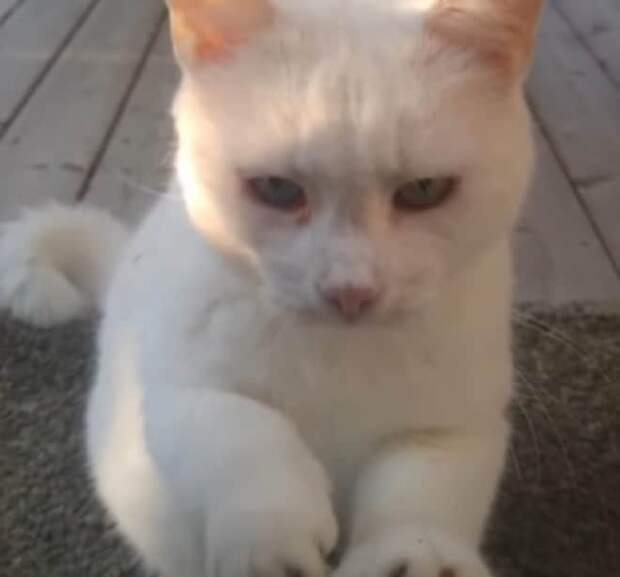 Кошка стучит