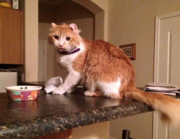 Freeway, cat rescued from Valley freeway, finally goes home with rescuer Richard Christianson