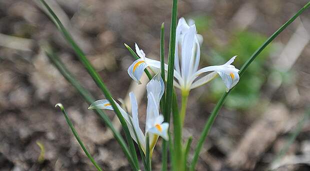 Иридодиктиум - весенний сетчатый ирис, цветущий одновременно с подснежниками