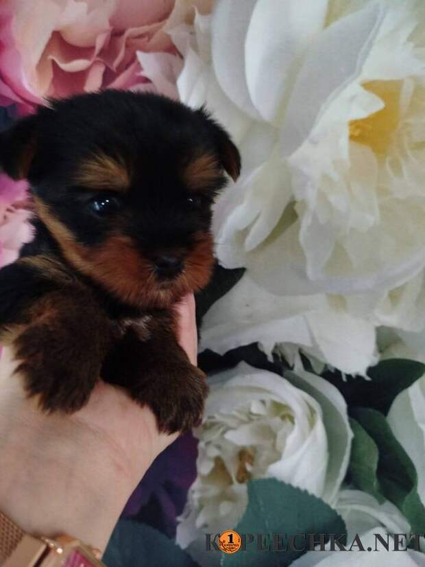 Щенок Йорк терьера девочка в Донецке - 35 000 руб
