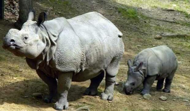 Редкие и исчезающие животные: Суматранский носорог (Dicerorhinus sumatrensis) дикая природа, животные, красная книга, редкие животные