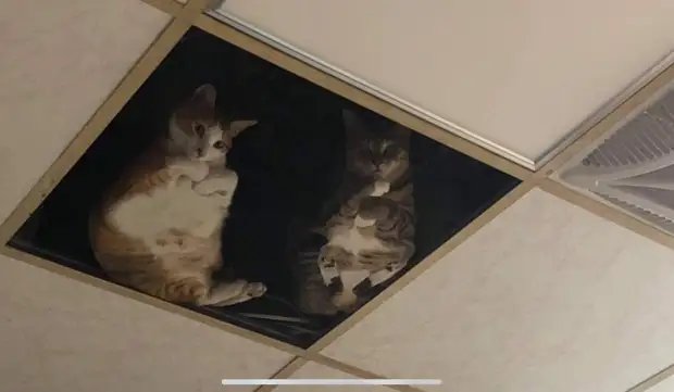 Котам, которые жили на чердаке магазина, хозяин сделал стеклянный потолок. Теперь это надежная система котонаблюдения