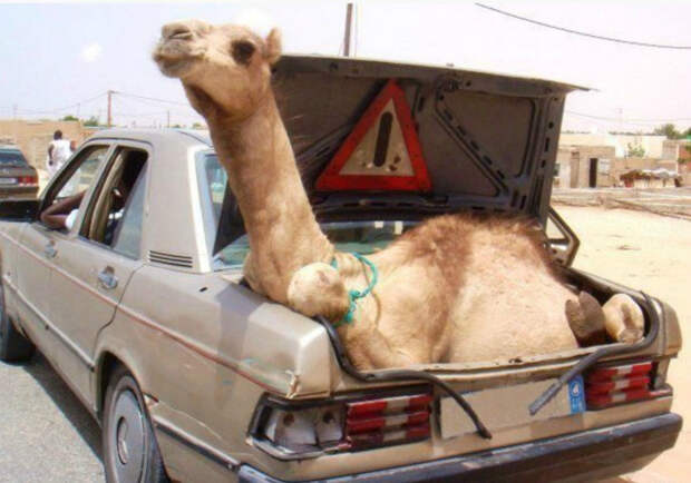 Перед тем, как закрыть машину, не забудьте достать верблюда из багажника! | Фото: Pinterest.