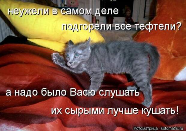 Лучшие котоматрицы недели (50 фото)
