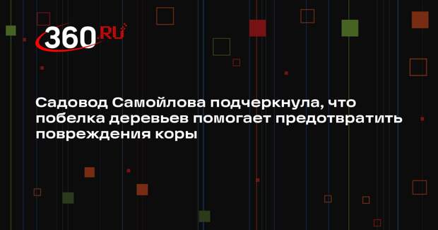 Садовод Самойлова подчеркнула, что побелка деревьев помогает предотвратить повреждения коры