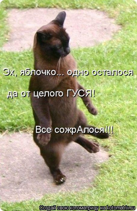 Лучшие котоматрицы недели (50 фото)
