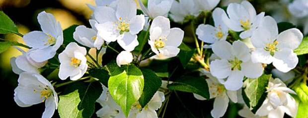 Нужно ли в первый год цветения обрывать цветки у яблони?