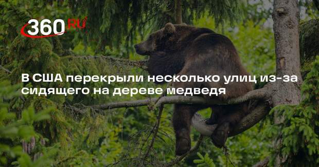 В США перекрыли несколько улиц из-за сидящего на дереве медведя