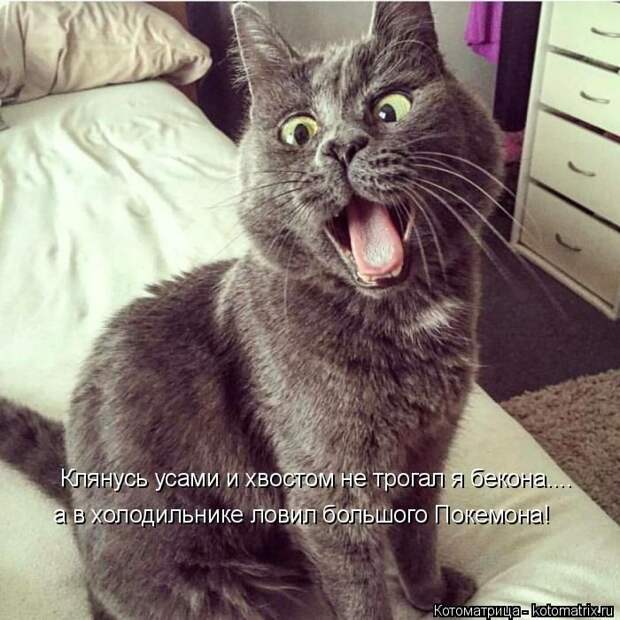Лучшие котоматрицы недели (50 фото)