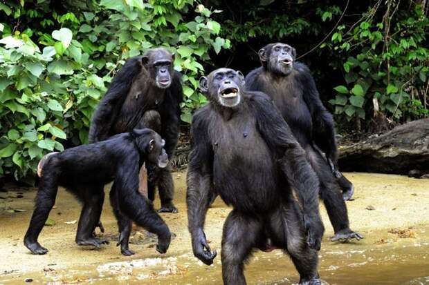 Тайная жизнь острова обезьян жертвы экспериментов, животные, интересно, любопытно, обезьяний мир, обезьяны, остров обезьян, шимпанзе