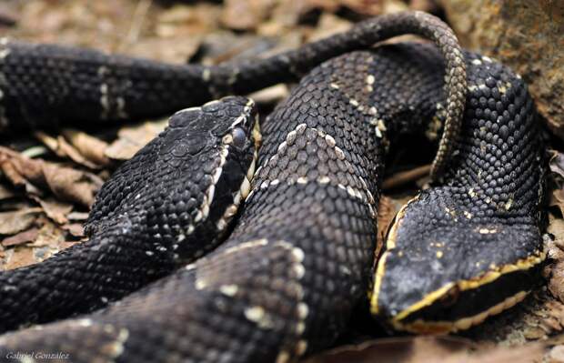 В Подмосковье врачи спасли ребенка от укуса гадюки