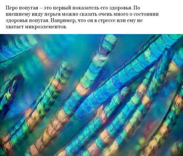 Фото различных предметов под микроскопом
