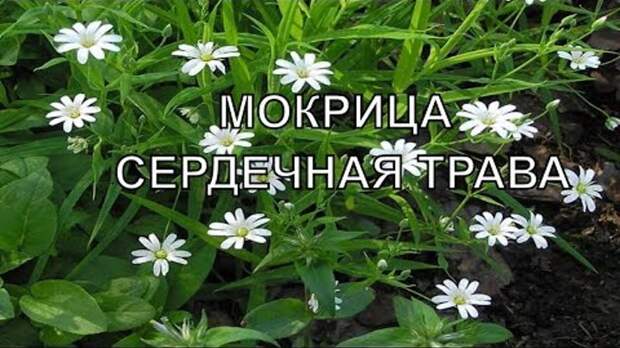 Сорняк, который способен рассасывать опухоли