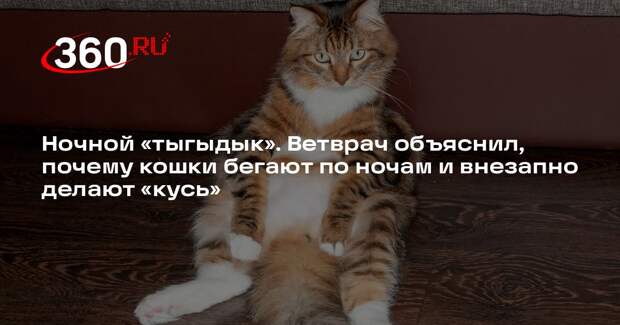 Ветврач Фроленко: кошки бегают по ночам и кусаются из-за избытка энергии