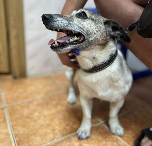 Ветеринары извлекли рыболовный крючок из подбородка собаки на Бору