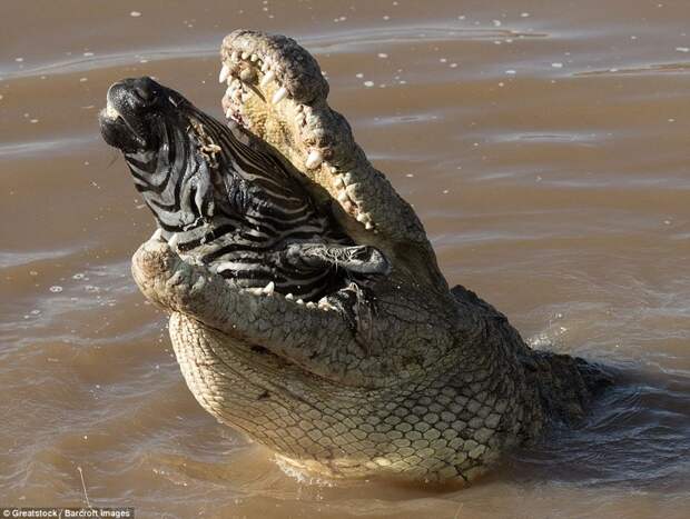 Крокодил будто позировал с головой добычи  животные, зебра, крокодил