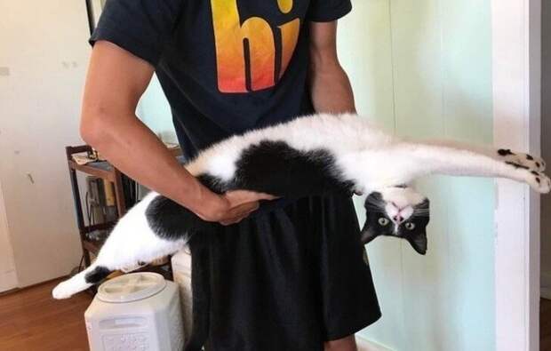 20 снимков котов, на которых нашло легкое безумие