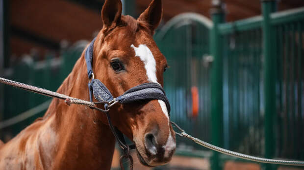 Лошадь разбила лицо двухлетней девочке в Ленобласти