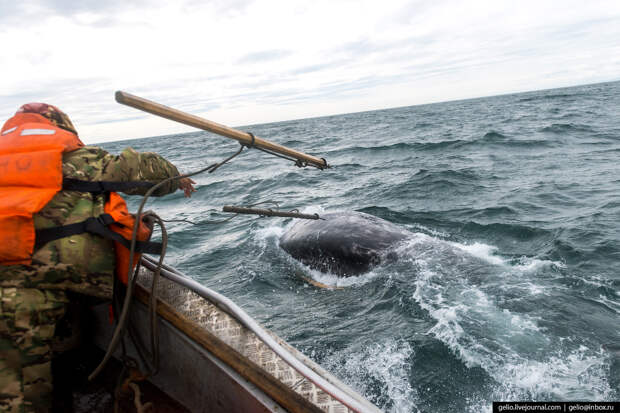 Охота на китов запрещена во всем мире, но им можно...