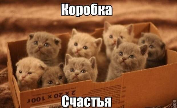 Коробка счастья Коробка счастья