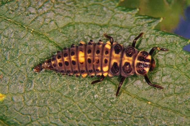 Суперхищники. Coccinellidae животные, факты