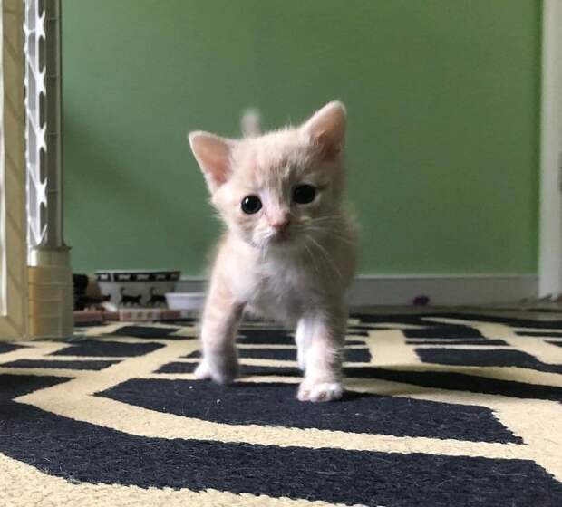 помощь больным котятам котенок с кривыми лапками