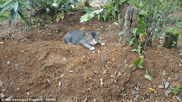 Преданная кошка уже год тоскует по хозяйке и не уходит с ее могилы Любовь, верность, животные, кошки