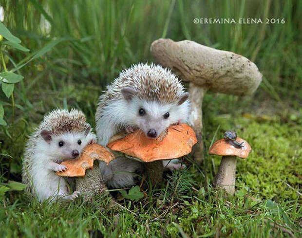 Cute Hedgehogs