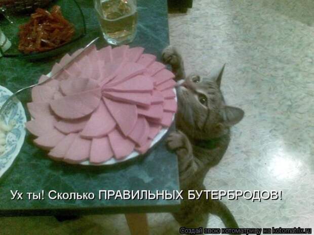 Лучшие котоматрицы недели (50 фото)