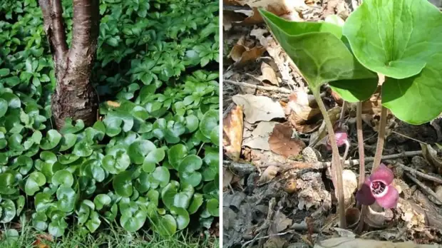 Как вытеснить сорняки с участка при помощи цветов