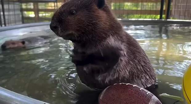 Video: Видео от Донецкая группа новостей|Донецк.ДНР