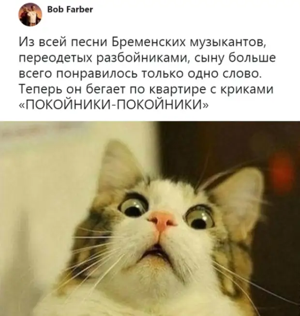 Смешные картинки с котиками мемы