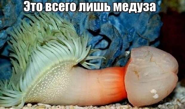 Картинки с надписями мем, прикол, юмор