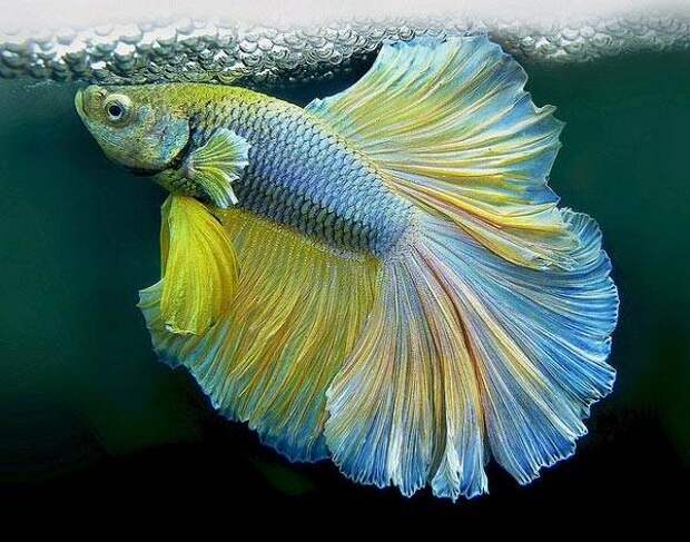Красивые аквариумные рыбки (30 фото)