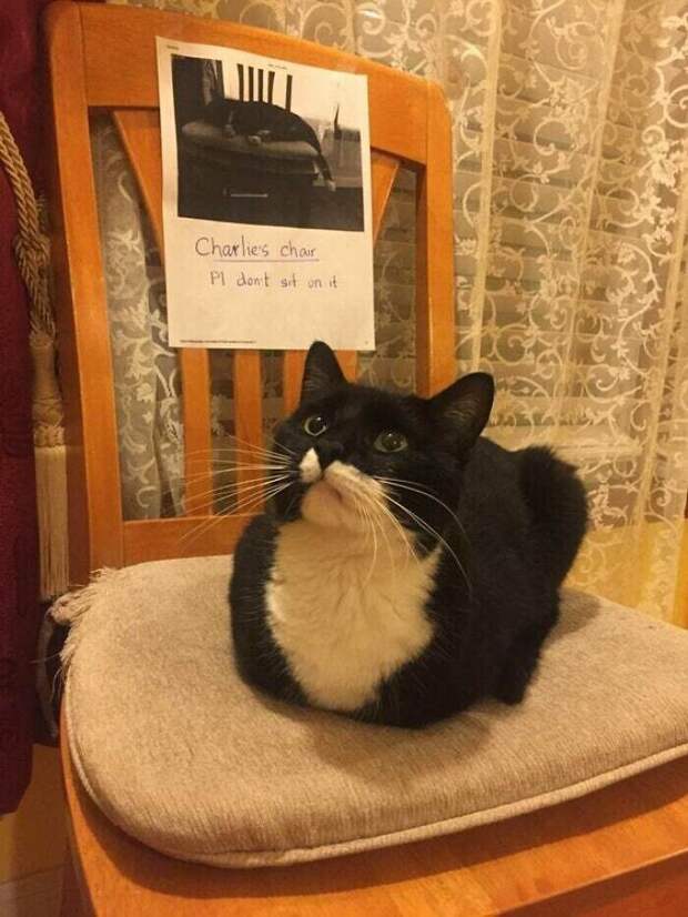 Котяра батонится на стуле, выделенном только для него Котяра батонится на стуле, выделенном только для него