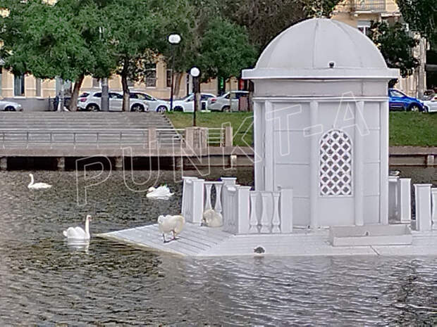 В центре Астрахани на озере поселилось 5 новых лебедей