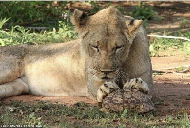Крепкий орешек: черепаха отказалась сдаваться львице