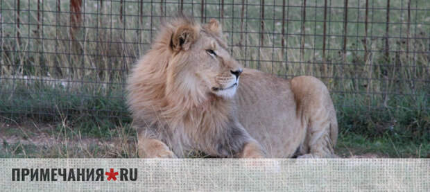 В Крым из зоопарков исторических регионов вывезли более 300 животных