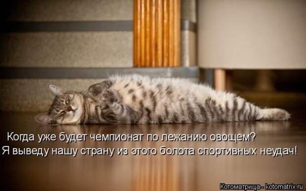 Котоматрицы великолепные, каждая с кусочком позитива и хорошего настроения!!!