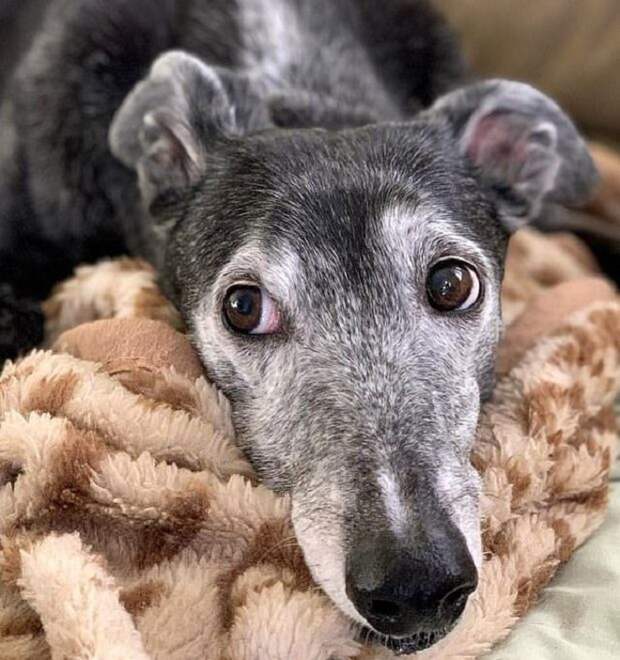 Собака на одеяле