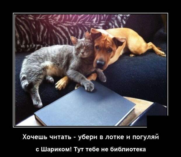 Демотиватор про кота и собаку