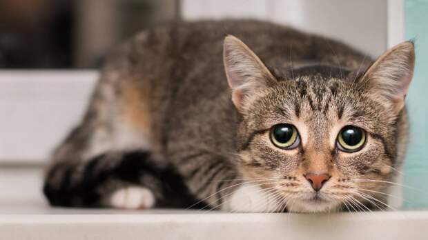 Три российских кошки стали лучшими в мире среди выставочных животных