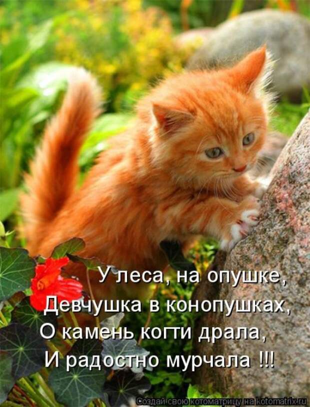 Лучшие котоматрицы недели (50 фото)