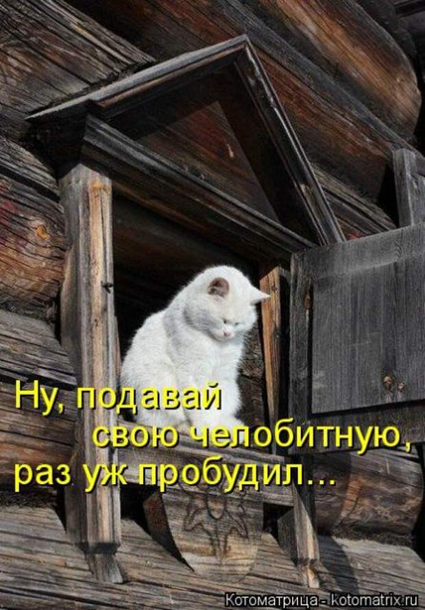 Лучшие котоматрицы недели (50 фото)