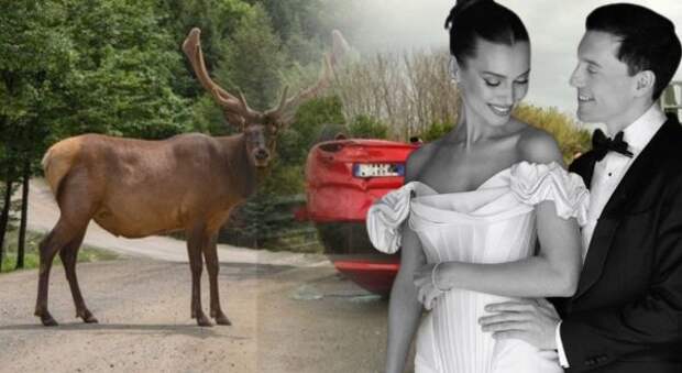 Вице-мисс Россия погибла через 4 месяца после свадьбы: лось разбил мечты о семейном счастье