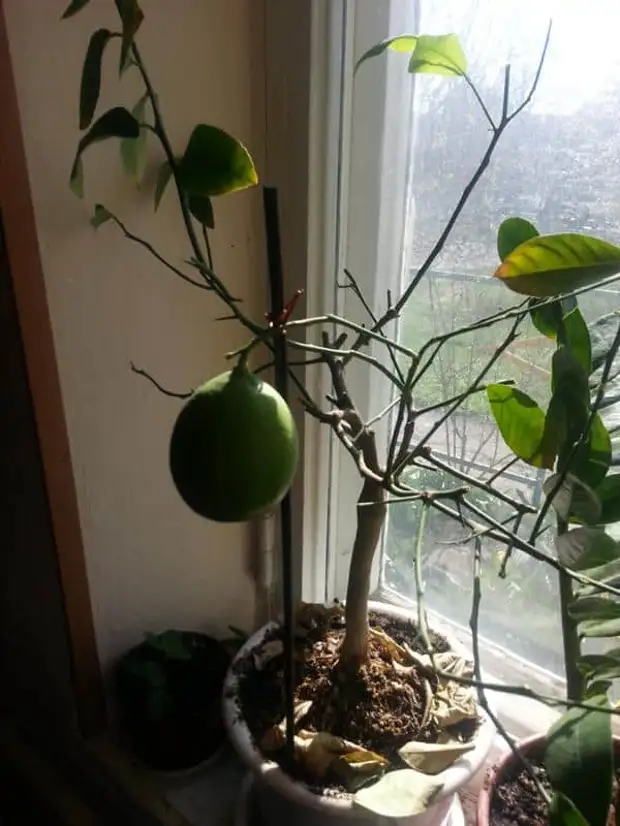 Почему у комнатного лимона. Домашний лимон сбрасывает листья. Лимон дерево листья. Лимонное дерево комнатное облетают листья. Лимонное дерево без листьев.